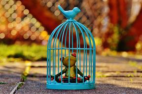 Frog Cage Imprisoned