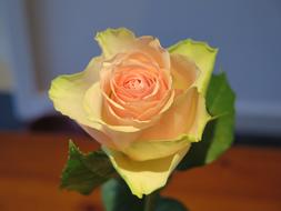 Rose White Cream