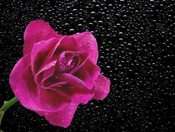 Blossom Bloom Flower