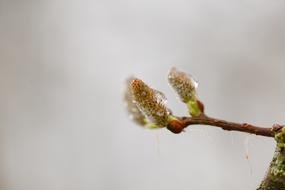 closeup view of Nature Leaf Growth