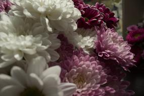 Pink Flowers Petals