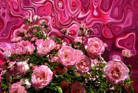 delicate roses on a pink prismatic background