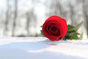 Red Rose In Snow Love Symbol