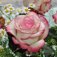 pink and white Rose Flowers bouquet