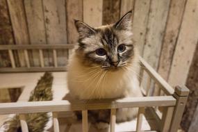 German Longhaired Cat Smooch