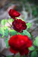 Red Rose Love