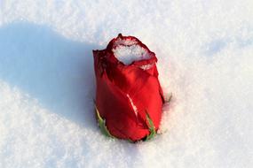 Red Rose Covered With Snow