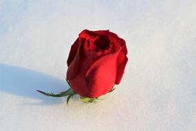 Red Rose In Snow Love Symbol