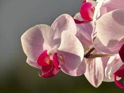 Orchid Flower Flora