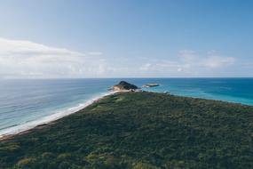 Island Grass Forest