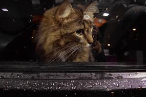 Cat Window Car