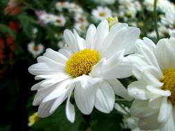 Gerber Daisy Flower