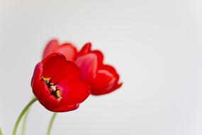 Red Tulips Flower