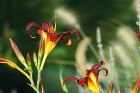 Yard Garden Flowers