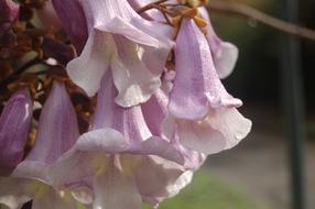 Flower Nature Plant