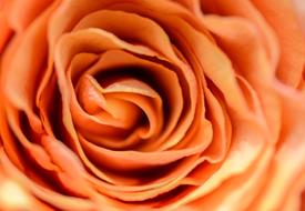 Rose Bud Close-Up