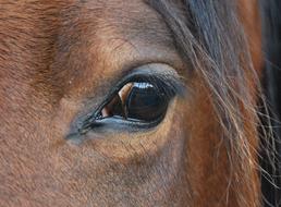 Animal Nature Horse