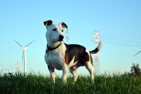 Dog Jack Russel Terrier on grass