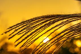 Thatched Pampas Grass Sunset