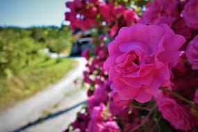 Flowers Pink The Nature Of