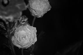 Roses Black White