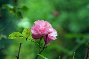 Pink Natural Rose flowers