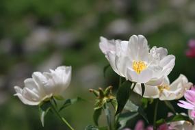 Noel Online Gift Shop Flowers