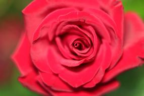 Rose Flower Petal Love