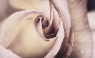 light purple rosebud, close-up