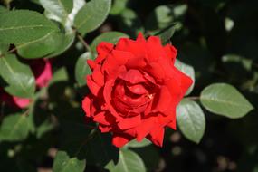 Rose Samba Rosaceae