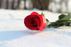 Red Rose In Snow Love Symbol