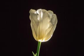 Tulip Flower Spring