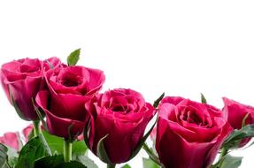 pink Flowers Roses