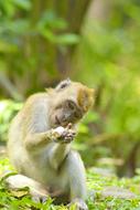 Monkey Animal Love