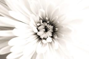 Flowers Flower Plants