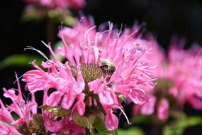 Pink Flower Garden