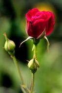 bright Flowers Rose bud