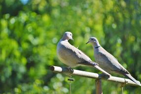 Pigeons Birds Animal