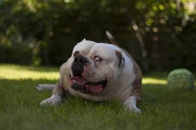 Dog Happy Bulldog