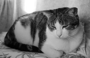 White and black photo of Cat Sad