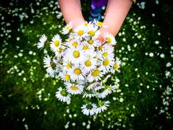 White Green Flowers