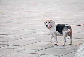 Cute Dog walking on pavement