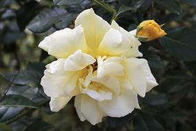 Rose Yellow Blossom