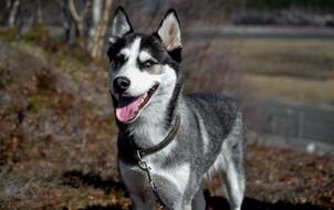 Husky Dog Siberian nature