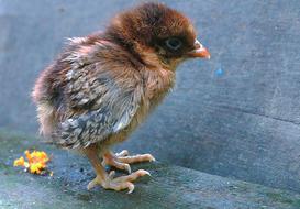 The Chicks Chicken Brown