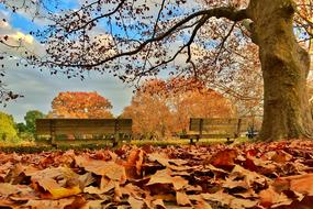 Defoliation Autumn Yellow