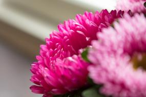 Pink Flowers Petals