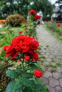 Flowers Roses Leaves