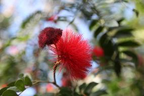 Flower Red Summer