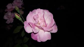 Pink Rose Flower petals in garden